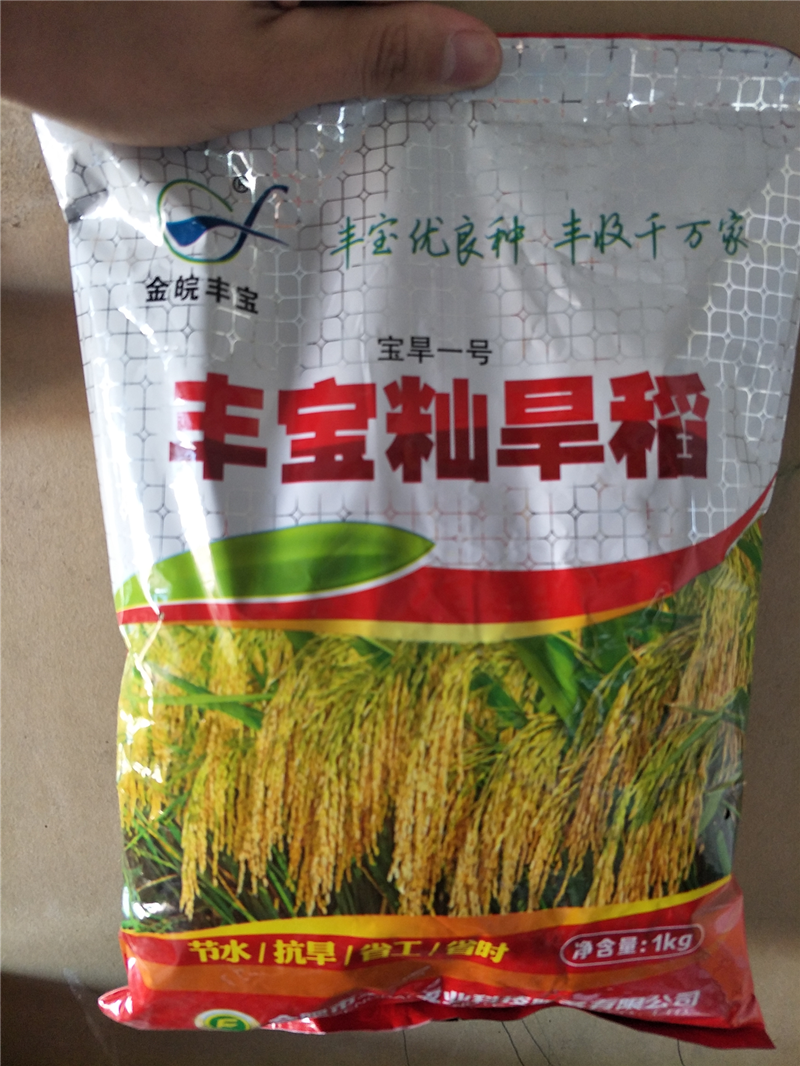 水稻旱稻种子郑旱10号稻谷种籽高产优质抗倒品种亩产高达1200多斤