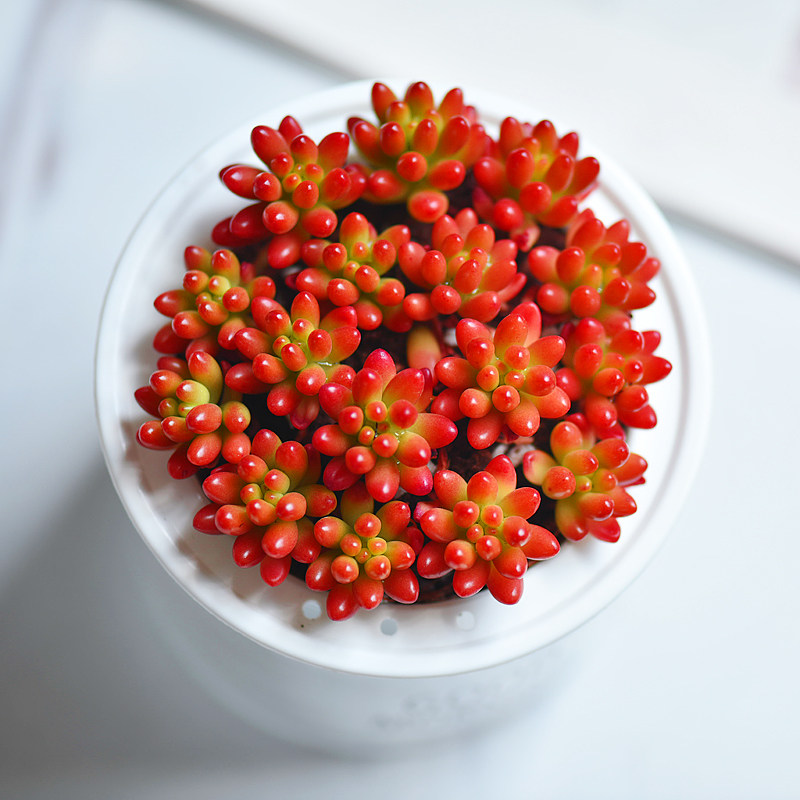 绿春款新品虹玉红之玉锦多植物盆栽室内桌面多肉植物