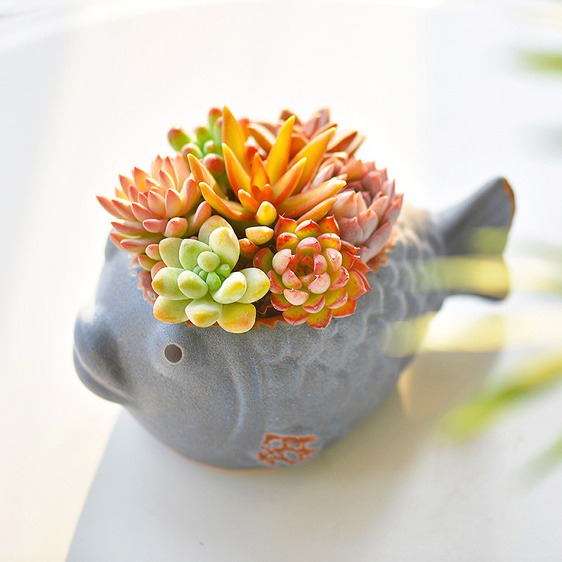 小鱼多肉植物组合盆栽年年有余室内桌面花卉年宵多肉植物