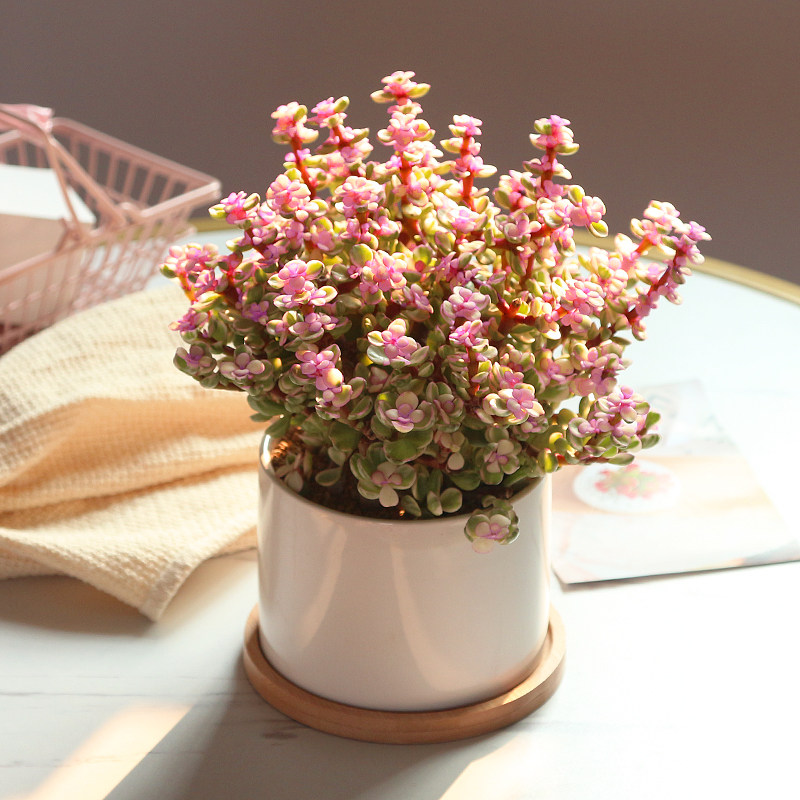 油画婚礼吊兰ins网红雅乐之舞多肉植物盆栽室内花卉观花阳台绿植