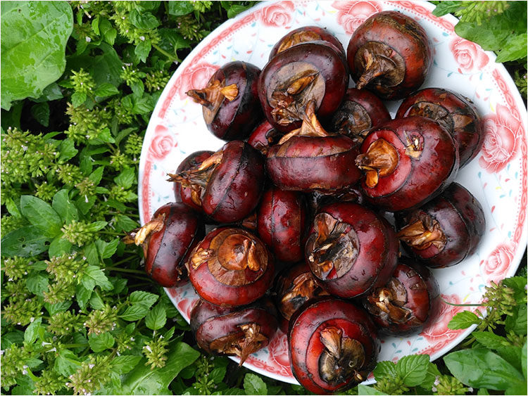 马蹄荔浦新鲜现挖现发当季水果蔬菜荸荠火锅荸荠