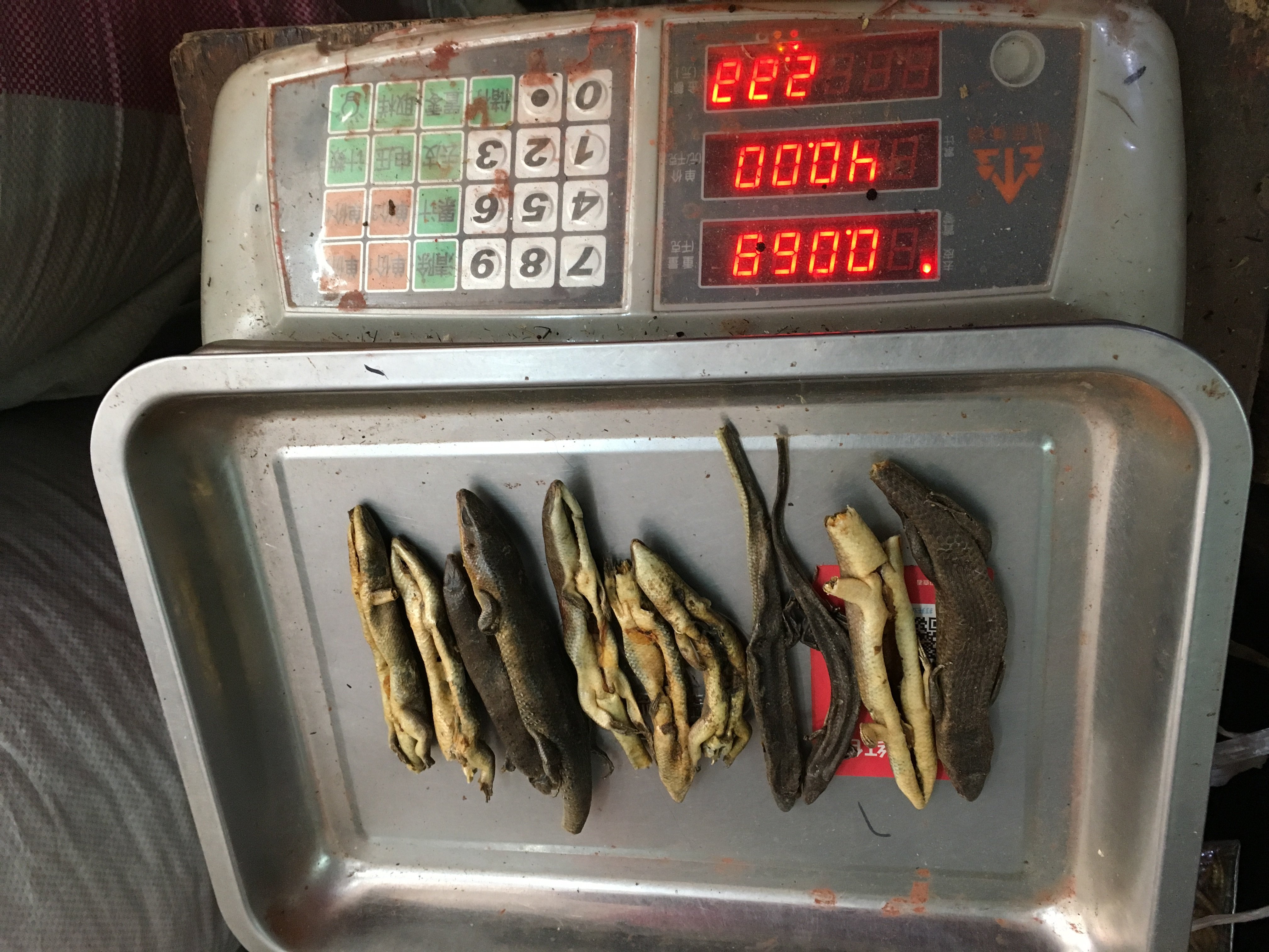 中药材石龙子干品 猪婆舌 狗母蛇 四脚蛇 统装货250克包邮 有大货