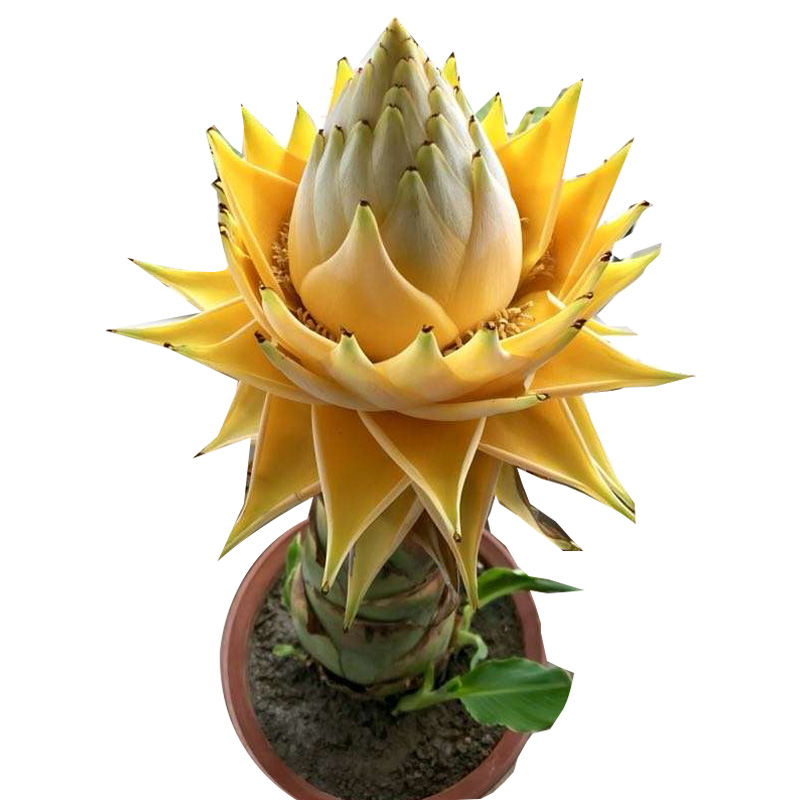 花苗莲花千瓣花卉花苞包活植物懒人佛花金莲大型绿植