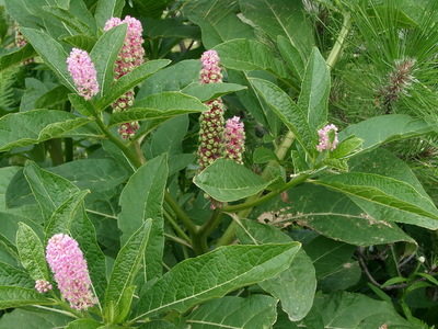 新鲜野生半枝莲500g四条棱四方草并头草赶山鞭可配白花蛇舌草使用