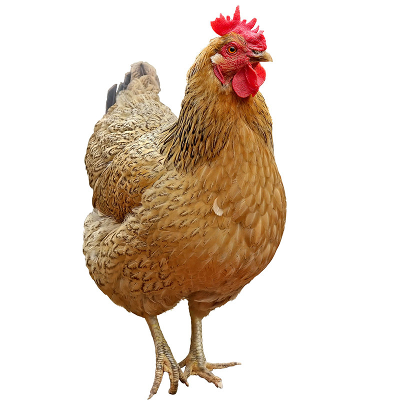 正宗2年左右农家散养农村放养土鸡老母鸡家养鸡整只新鲜现杀笨鸡