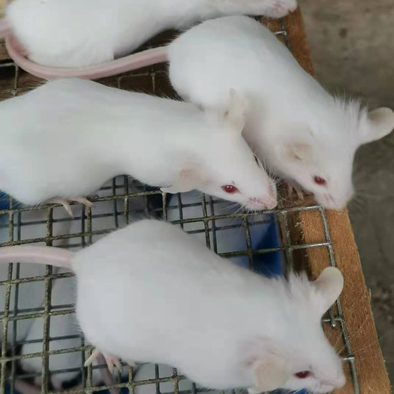 包活小白鼠繁殖组km昆明白鼠实验用鼠爬虫宠物活体食物人工养殖