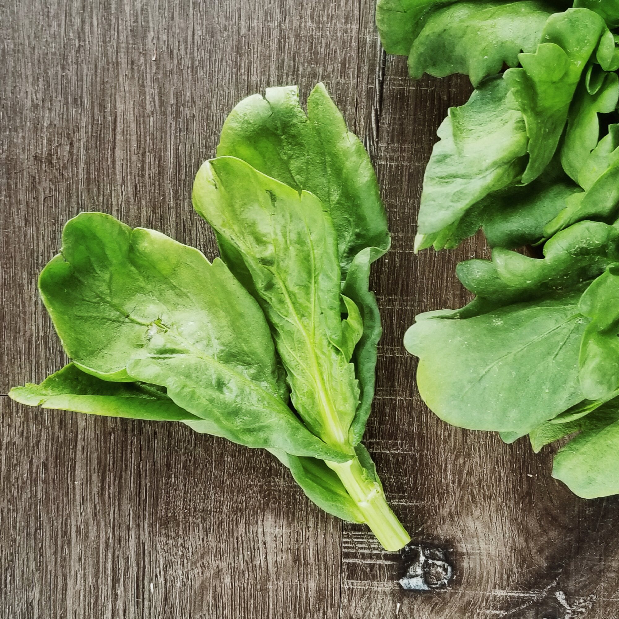 臻印映新鲜冬季清香茼蒿蓬蒿胜似野生超越有机温补食疗病弱全家宜