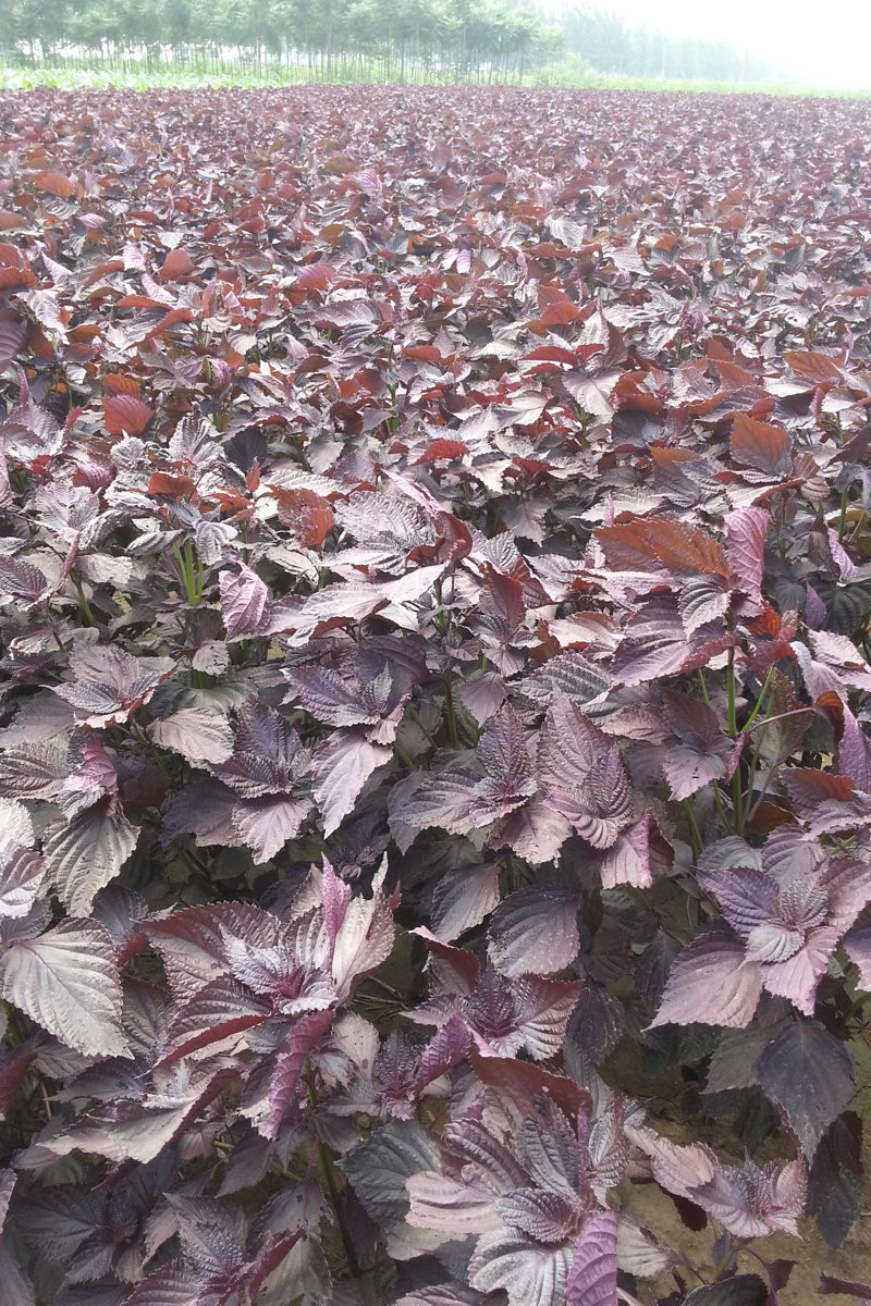 新货子叶克包500g香料去腥农家苏子叶紫干双面紫苏