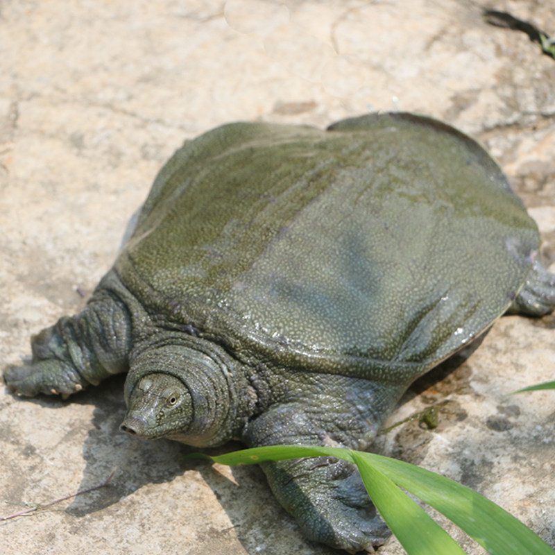 大湖生态活甲鱼5斤野养鲜活食用甲鱼老鳖8年自然生长水鱼王八团鱼