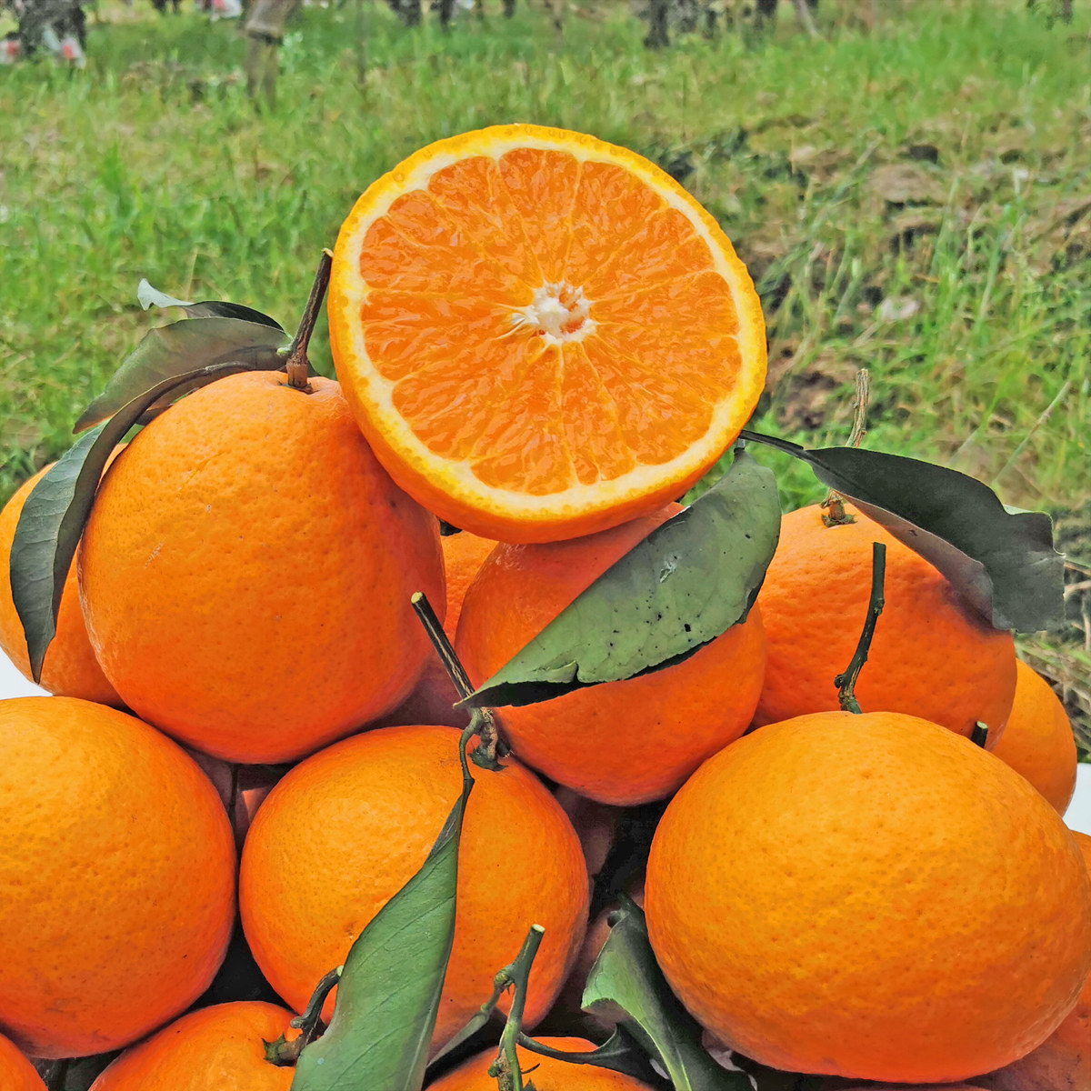 四川青见柑橘鲜嫩多汁新鲜应季水果时令整箱桔子