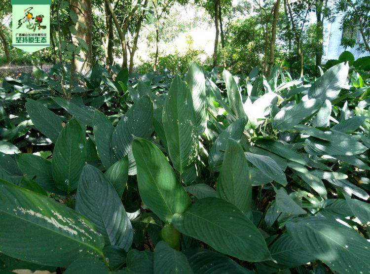 叶苗种植大粽叶新鲜大冬叶花草树木粽子绿植