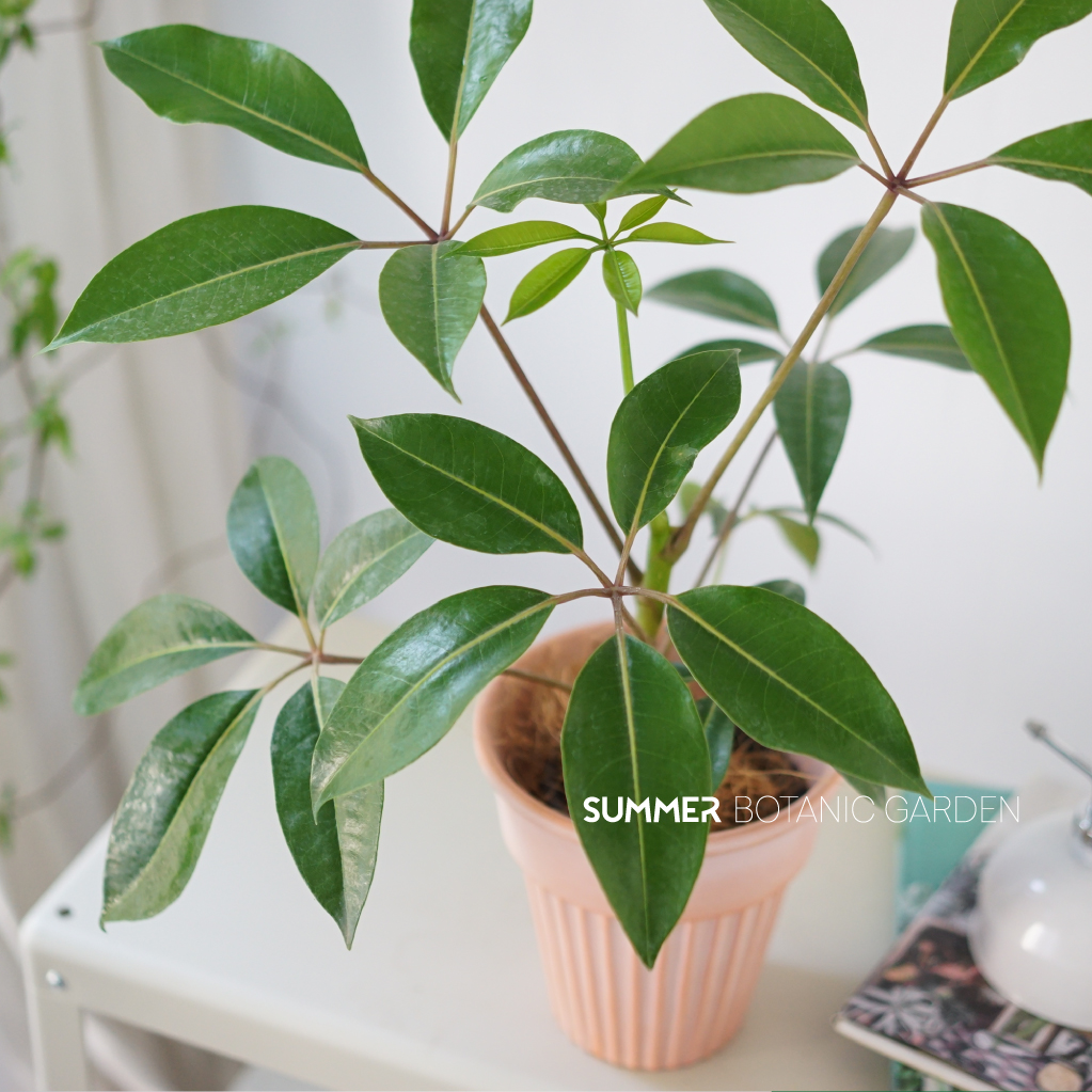 仲夏植物园日本大叶保罗ins室内耐阴桌面盆栽绿植