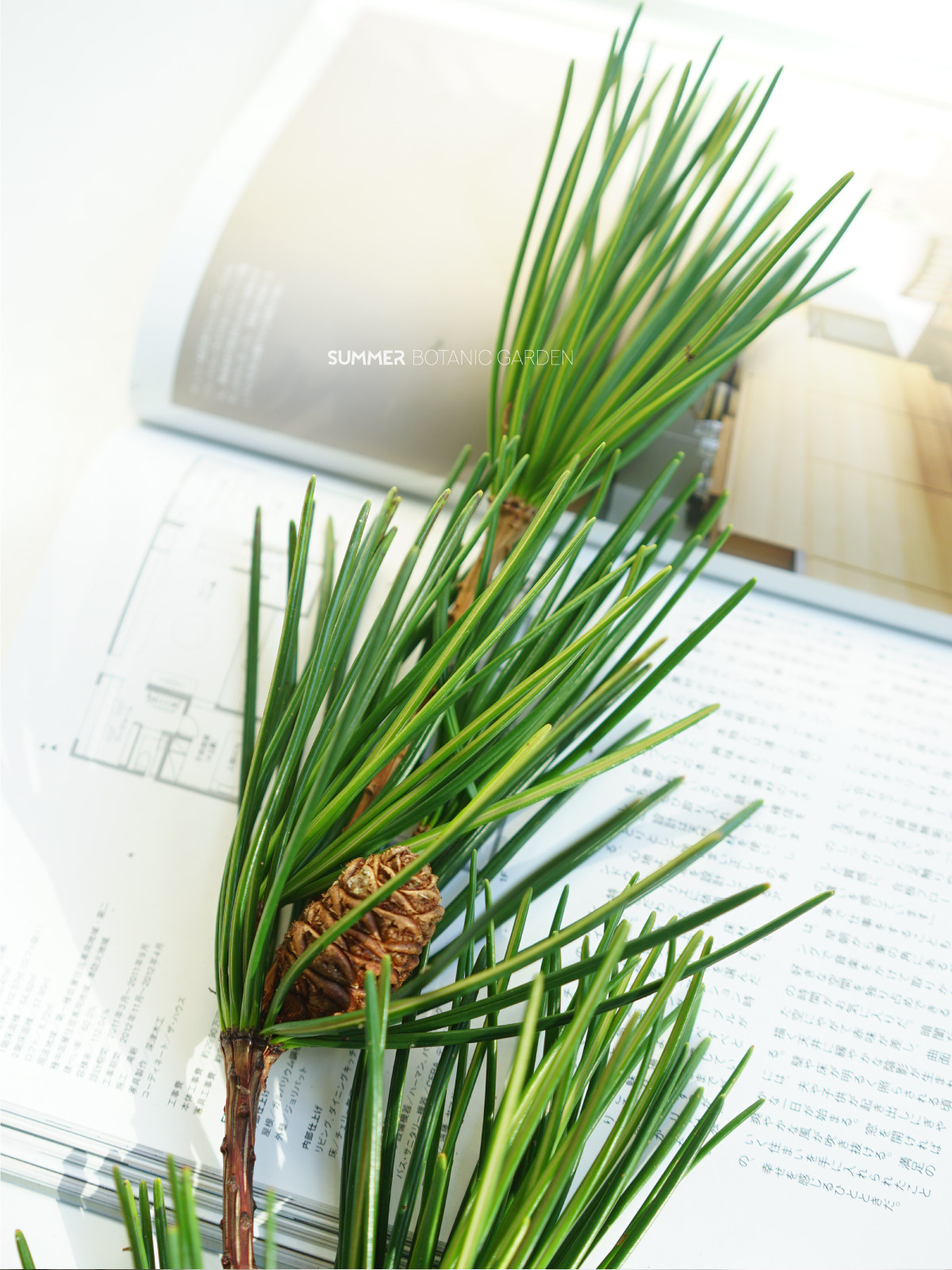 【仲夏植物园summer】日本进口罗汉松切枝 迎客松鲜切枝条 鲜花