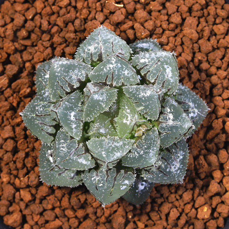 多肉春盛魔刺背窗新品种玉露十二卷属植物多肉植物