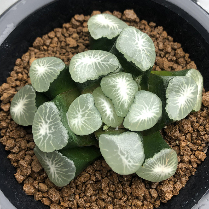 春盛多肉十二卷多植物欧若拉万象组培硬化两年多肉植物