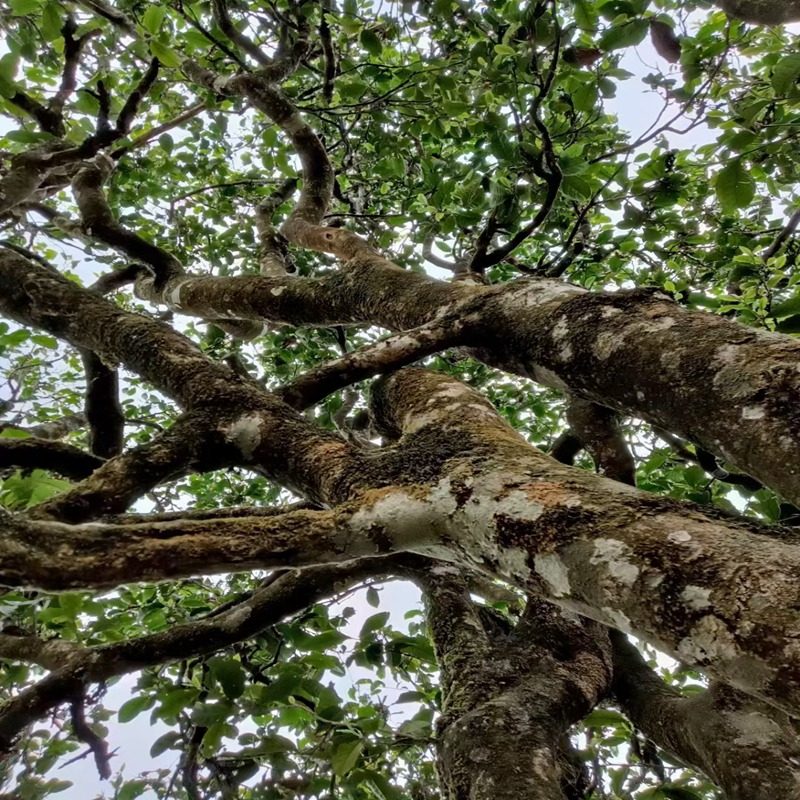 2021年明前云南保山高黎贡山雨林古树茶大树茶头茶春尖纯手工茶叶