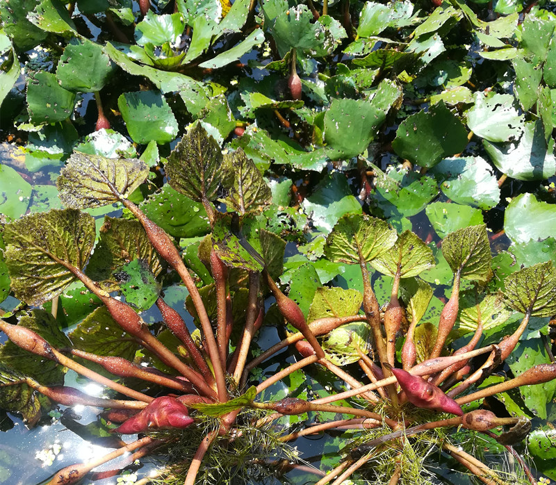 种子两角菱角凌角苗红灵角种苗野生带壳棱角菱角