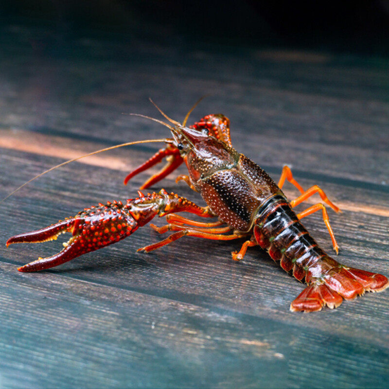 重庆清水小龙虾鲜活1斤456钱中虾活虾新鲜活体活虾