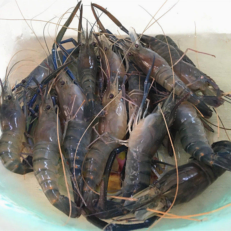 新鲜罗氏大头虾金钱沼虾活虾淡水海鲜水产当天活虾