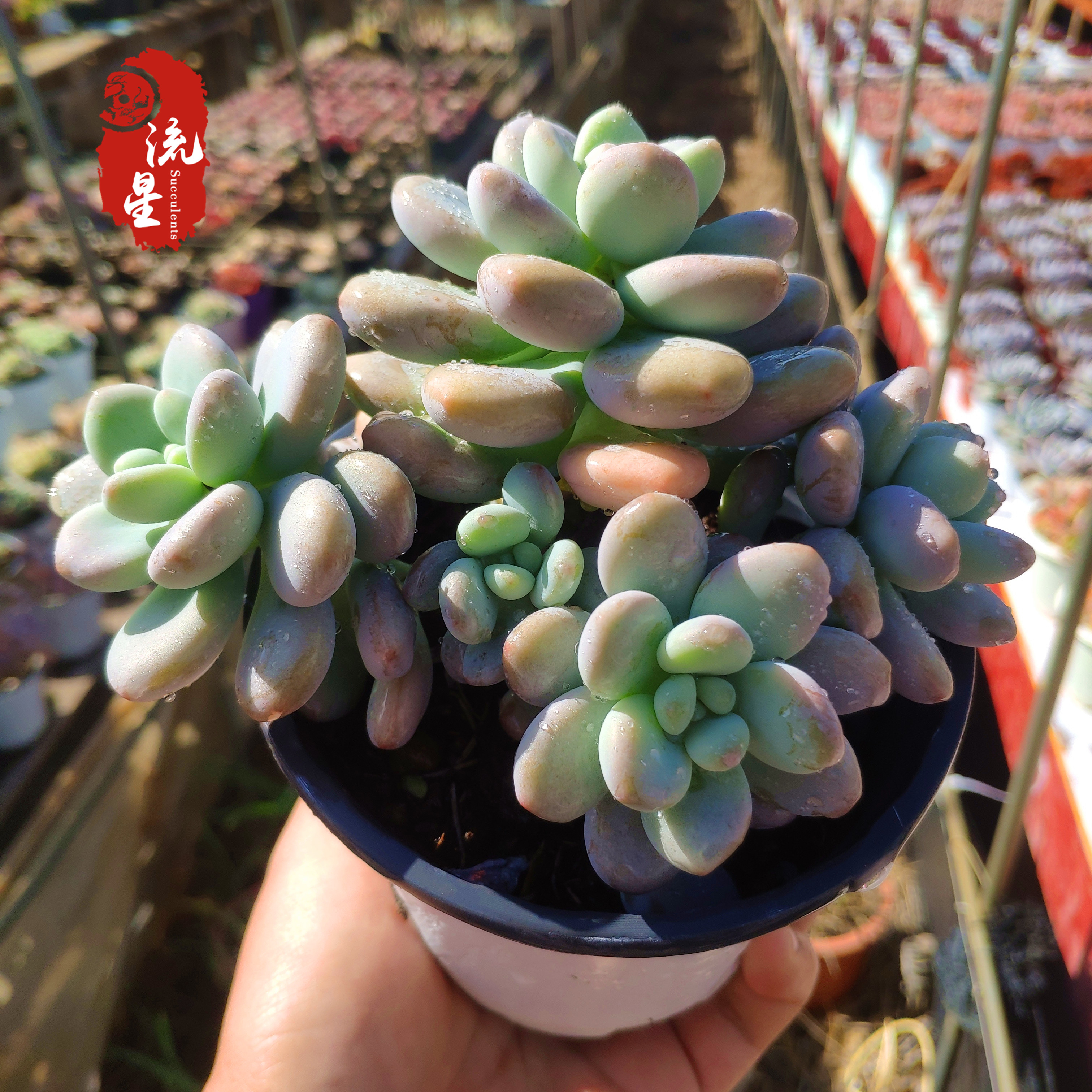 洛神多肉植物多头老桩超萌肉控超大精品稀有多肉植物