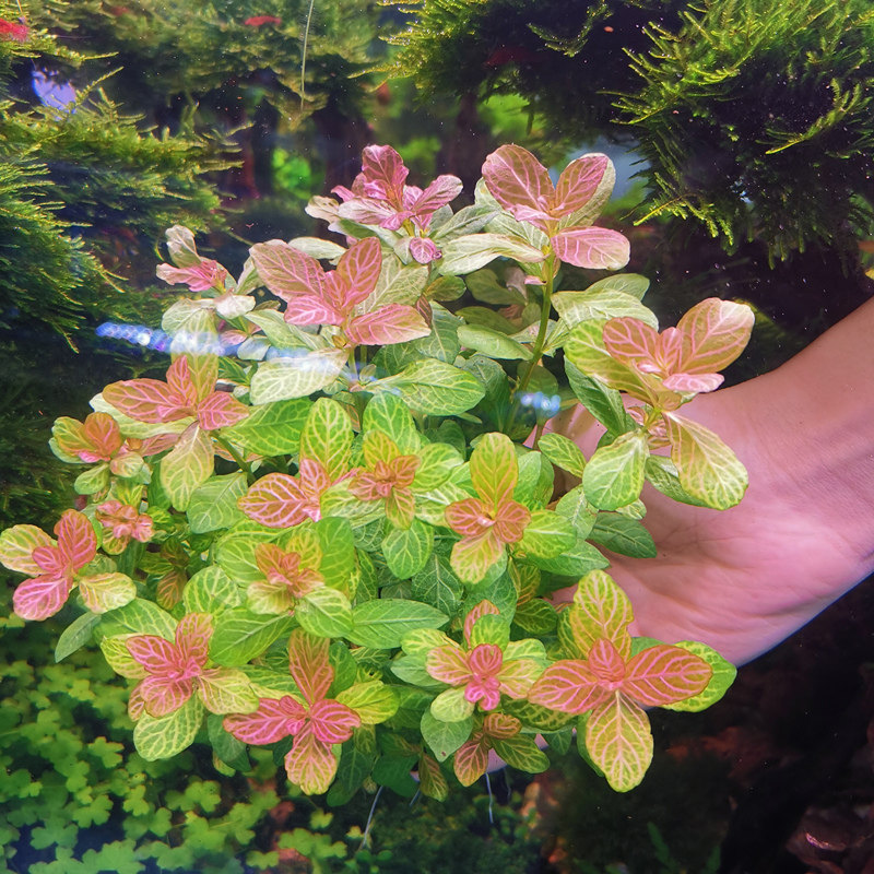 红丝青叶水草鱼缸淡水植物红色好养新手懒人水草