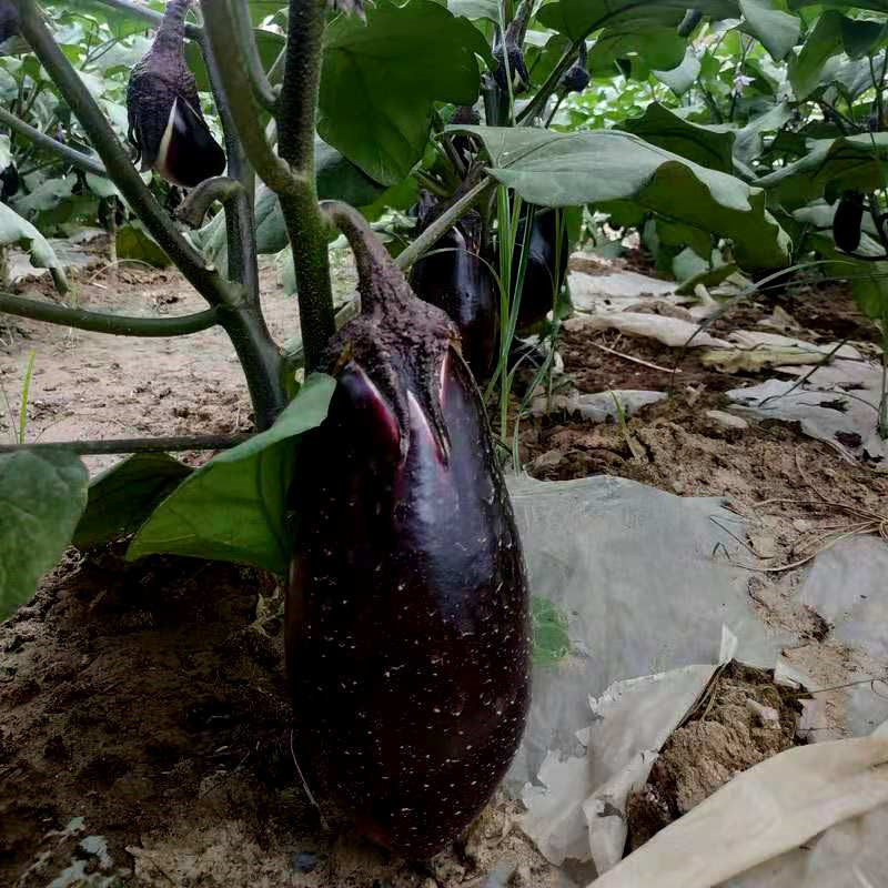 湖南新鲜本地茄子5斤农户自种嫩胖茄现蔬菜茄子