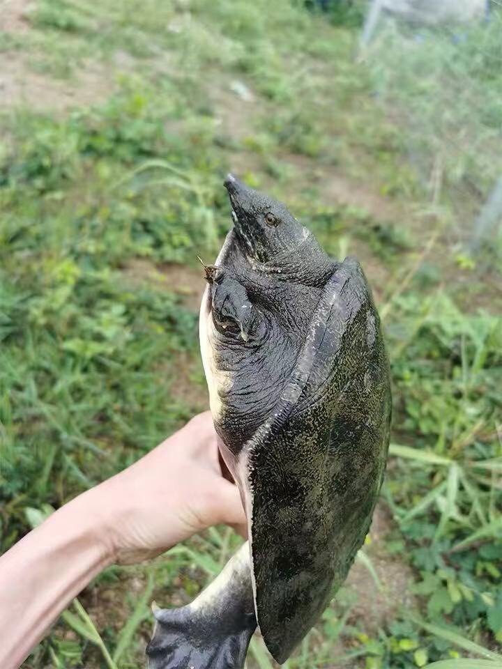 甲鱼汉寿生态鲜活顺丰包邮外养殖年老黑花甲鱼