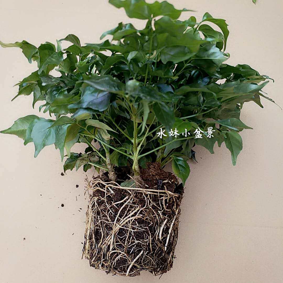 幸福树室内盆栽树苗阳台庭院客厅大型绿植耐寒绿植