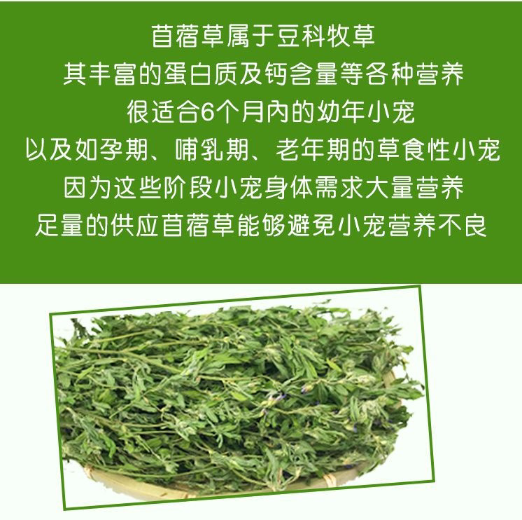 紫花苜蓿草兔子干草宠物兔粮龙猫荷兰豚鼠营养兔兔干草