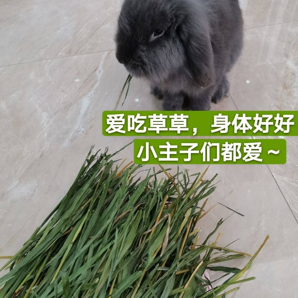烘干小麦草嫩苗幼兔成荷兰龙猫牧草兔子粮食替代其他