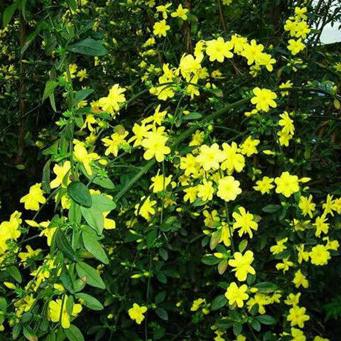 迎春花花苗盆景迎春云南黄素馨初春使者室内绿植绿植