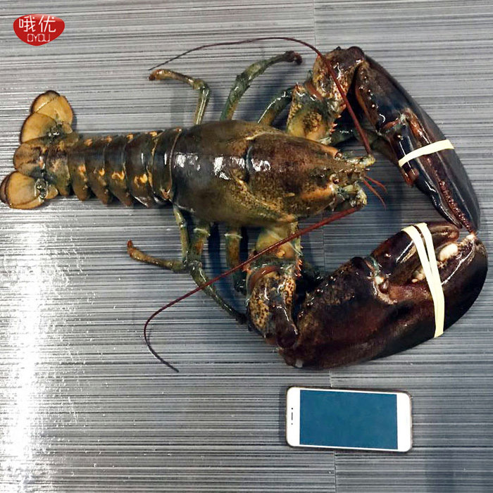 波士顿龙虾鲜活大龙虾 特大10斤 包邮 波龙奥龙加拿大龙虾现货 - 哦优