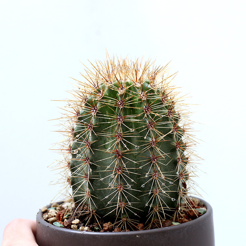 仙人大型仙人掌实生巨人弁庆柱多植物多肉植物