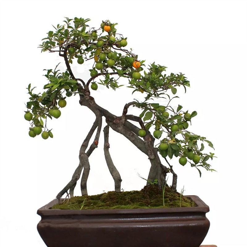 四川盆景黑塔重庆子公金蛋盆栽熟桩母桩小叶大型绿植