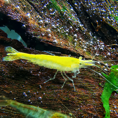 黑壳虾鲜活观赏虾苗淡水好养大和除藻虾活体宠物樱花虾极火水晶虾