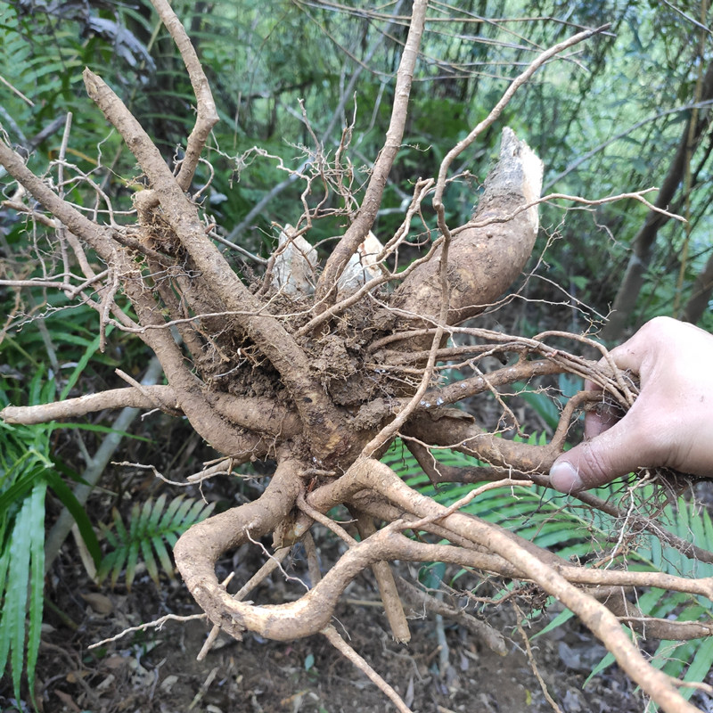 野生栀子根 黄栀子根 黄果根 黄枝子根 山栀根 黄桅子根500克晒干