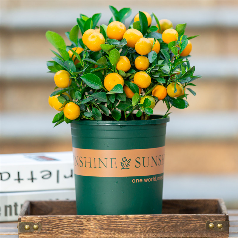 四季桔子树盆栽室内阳台好养植物绿植室外橘子绿植