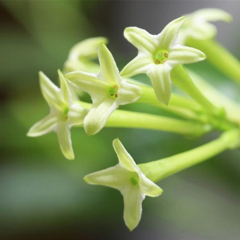 夜来开花花卉香型浓香植物好养四季夜来香庭院时令草本花卉