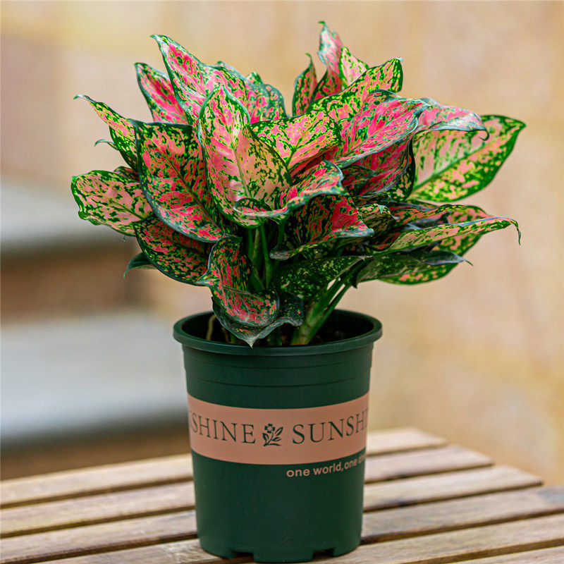 如意皇后盆栽室内客厅卧室房间窗台好养植物绿植