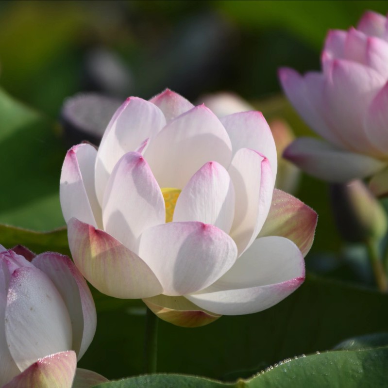 荷花白衣仙子1号萌宝花苑真小微型迷你碗莲花卉
