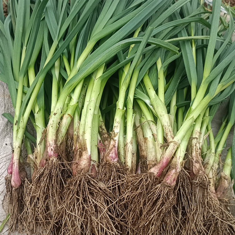 蒜苗新鲜大蒜农家露天本地红皮嫩香蒜苔现挖大蒜