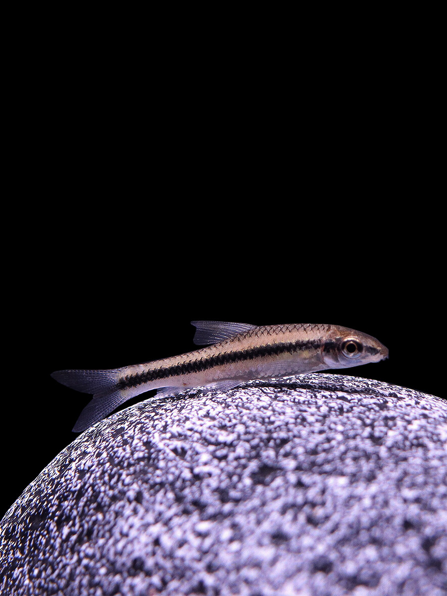 飞狐一线黑线观赏鱼热带鱼活体水族草缸绿藻苔小鱼