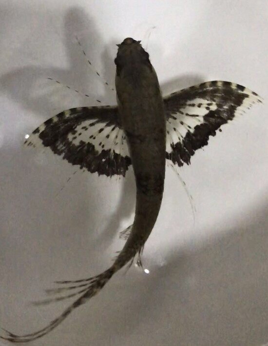 古代蝴蝶飞蝶龙鱼大型热带鱼水缸小型鱼