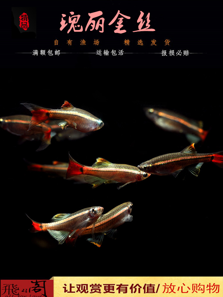 金丝瑰丽改良基因淡水淡水鱼鱼缸小型灯鱼热带鱼