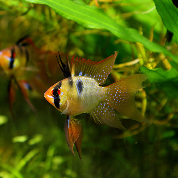 包邮荷兰凤凰球鱼三湖短鲷金波活体鱼