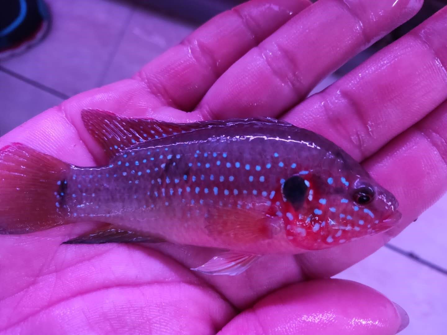 血钻红宝石红钻石三湖慈鲷食土鲷鱼观赏鱼淡水热带鱼