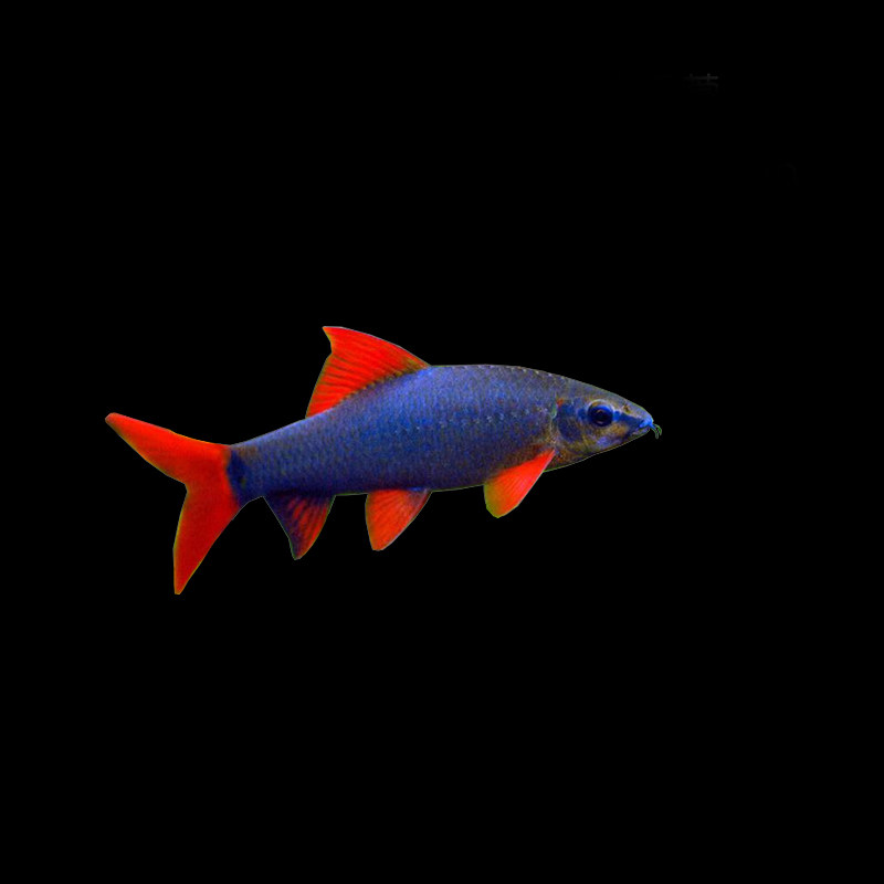 丝状藻类能手底栖热带观赏鱼红尾彩虹鲨鱼粉红鱼