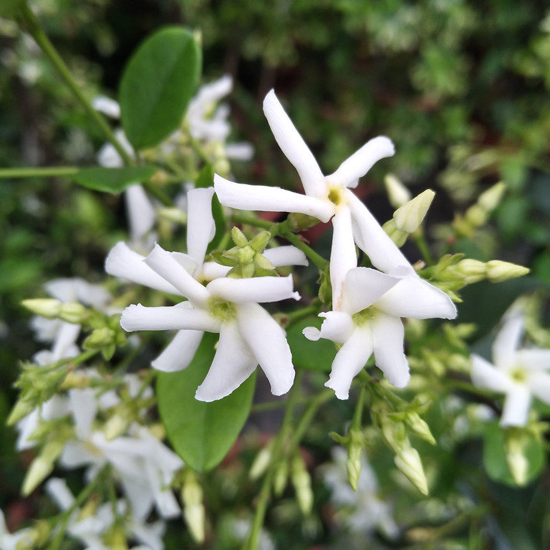 茉莉风车爬藤植物庭院阳台藤蔓花卉络石万字时令草本花卉