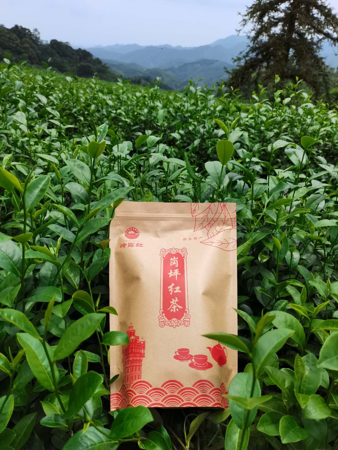 金萱红茶外形图片