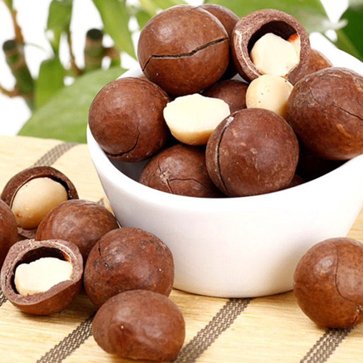 树苗澳洲坚果果苗嫁接1号果树盆栽地栽衬板果树